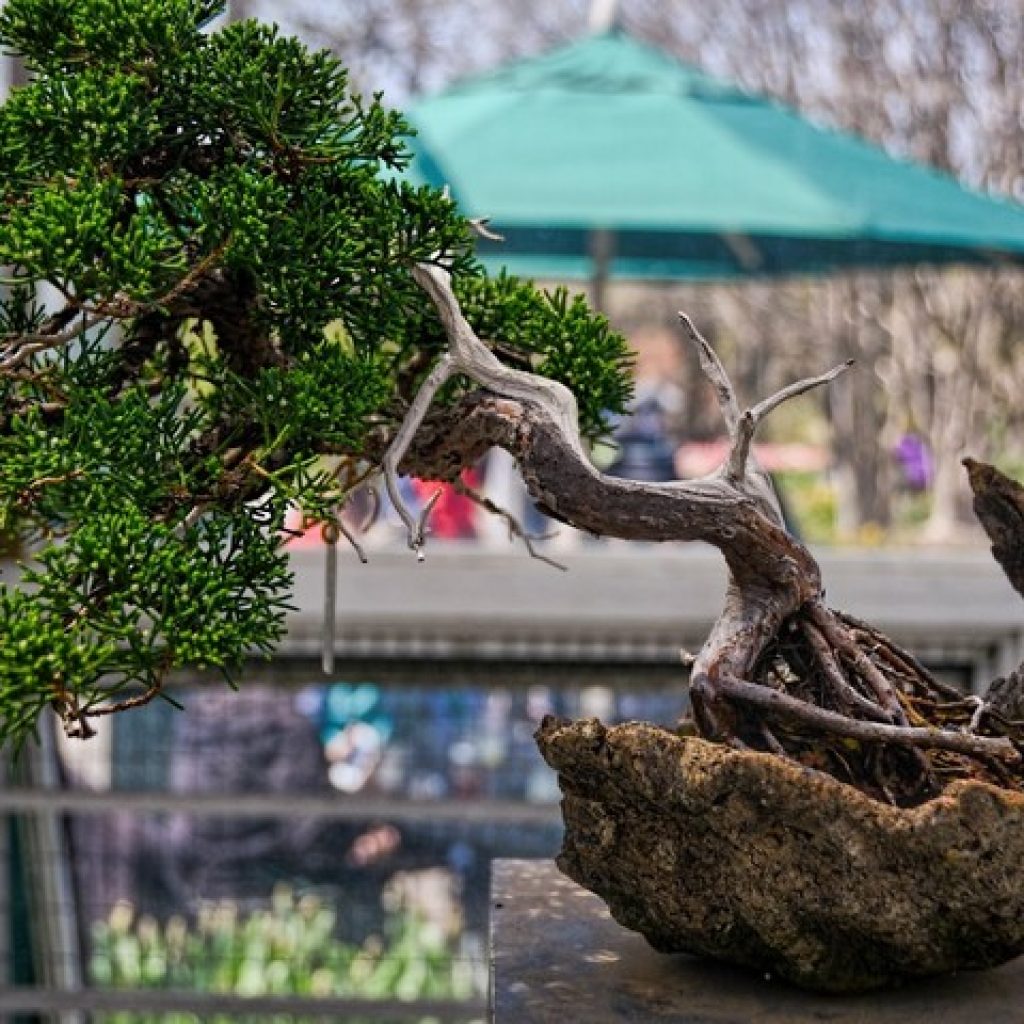 حديقة بروكلين النباتية ٤