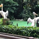 حديقة جورونج للطيور ١