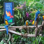 حديقة جورونج للطيور