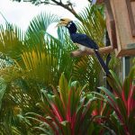 حديقة جورونج للطيور ٣