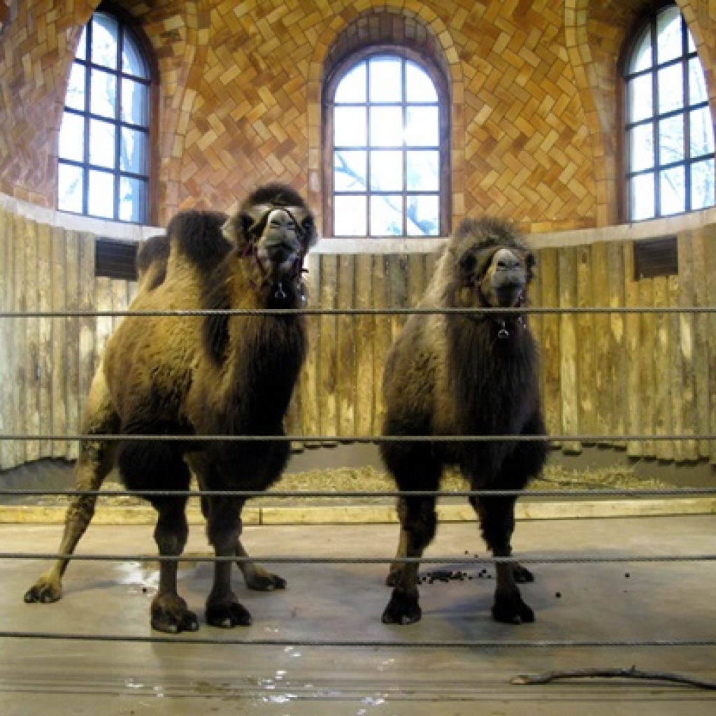 حديقة حيوان برونكس ٤