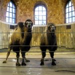 حديقة حيوان برونكس ٤