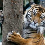 حديقة حيوان لندن1