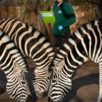 حديقة حيوان لندن4