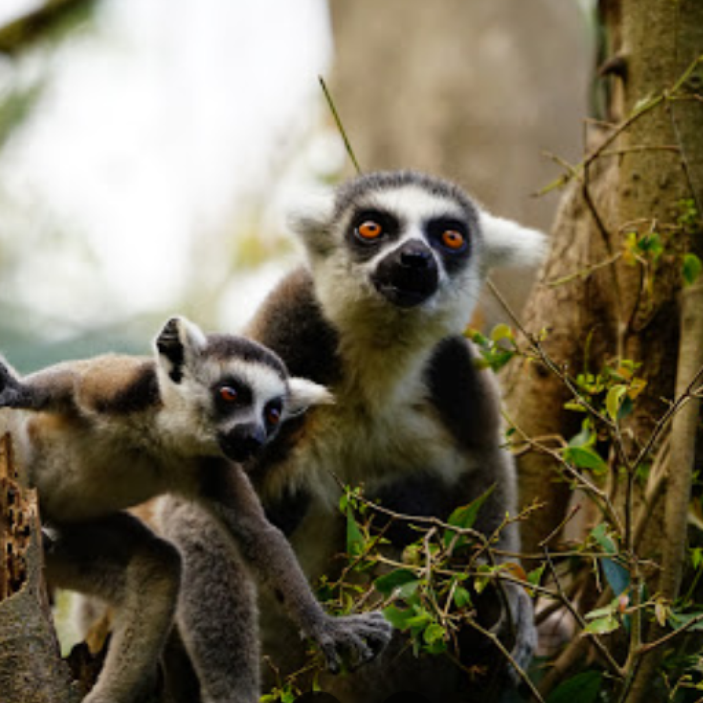 حديقة حيوانات بالي (1)