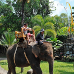 حديقة حيوانات بالي (6)