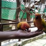 حديقة حيوانات برج كوالا لمبور