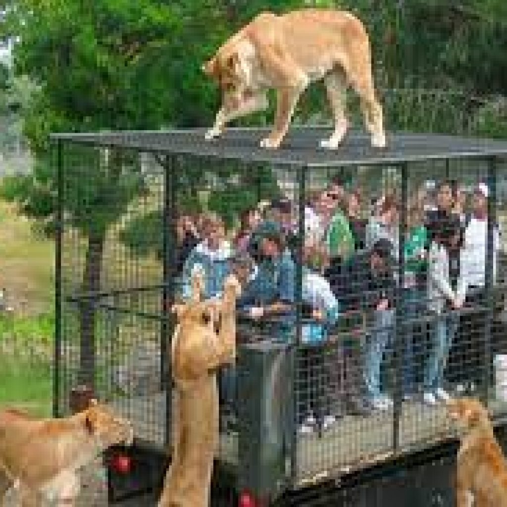 حديقة حيوانات سنغافورة ١