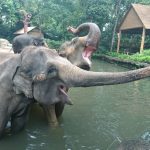 حديقة حيوانات سنغافورة ٤