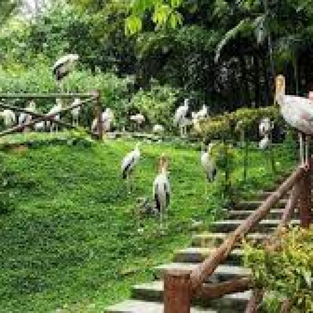 حديقة حيوانات سنغافورة ٥