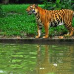 حديقة حيوانات نيجارا