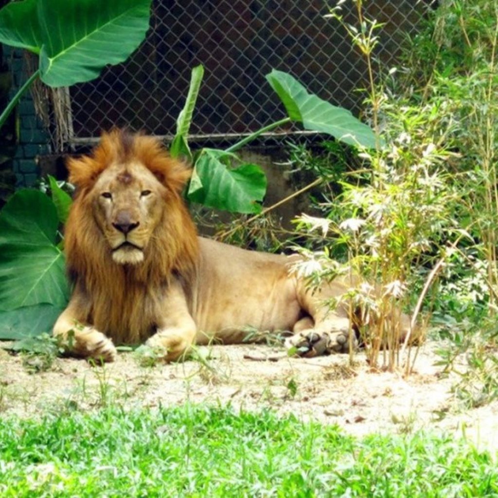 حديقة حيوانات نيجارا