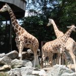 حديقة حيوانات نيجارا