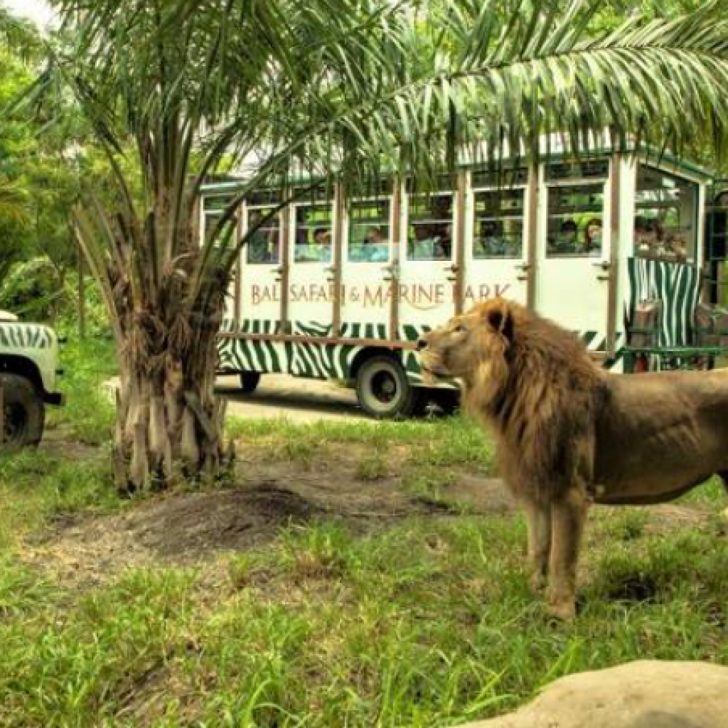 حديقة سفاري بالي (1)