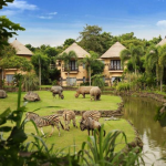 حديقة سفاري بالي (2)