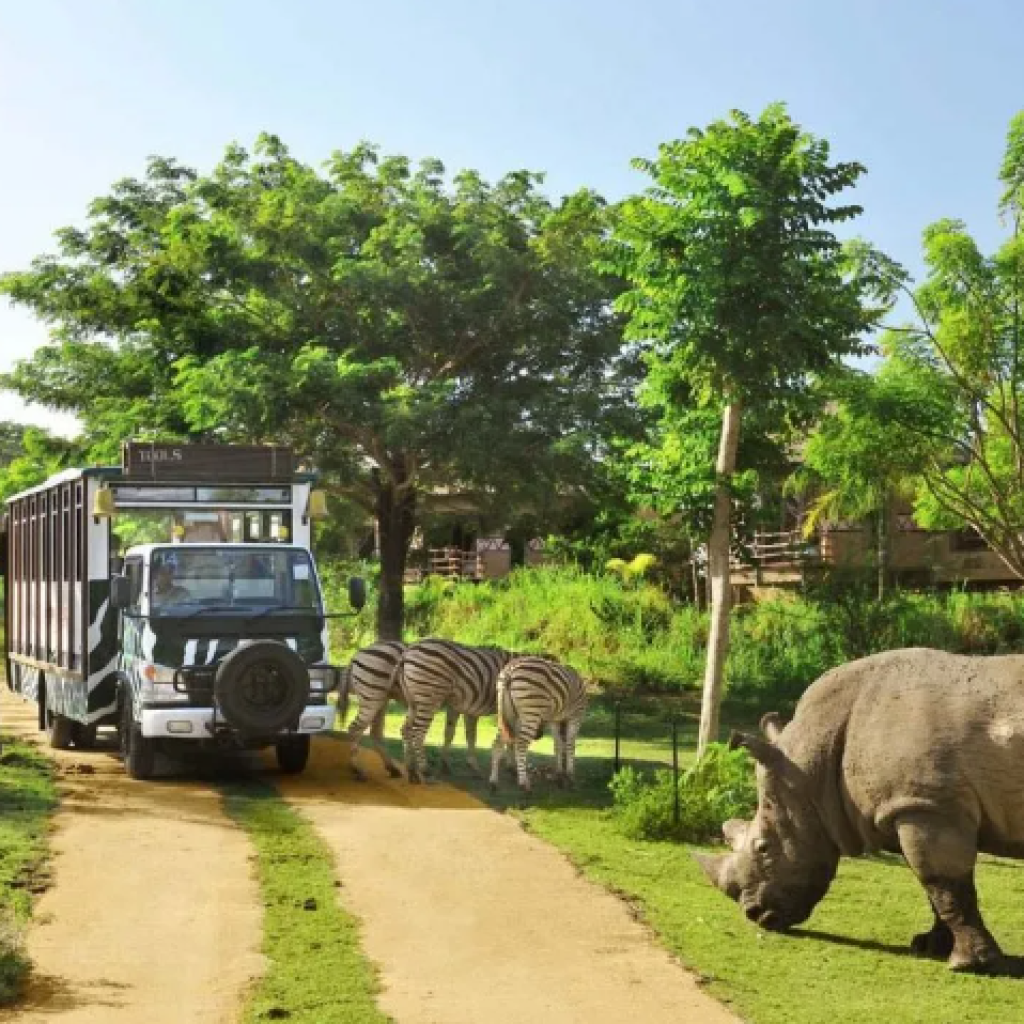 حديقة سفاري بالي (3)