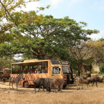 حديقة سفاري بالي (5)