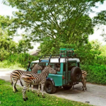 حديقة سفاري بالي (6)