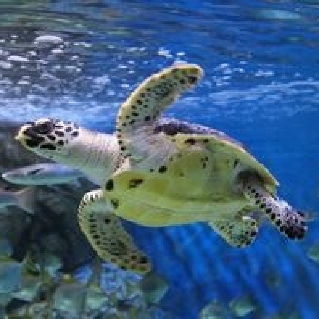 حديقة سي اي اه المائية ٢