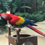 حديقة طيور بوكيت ١