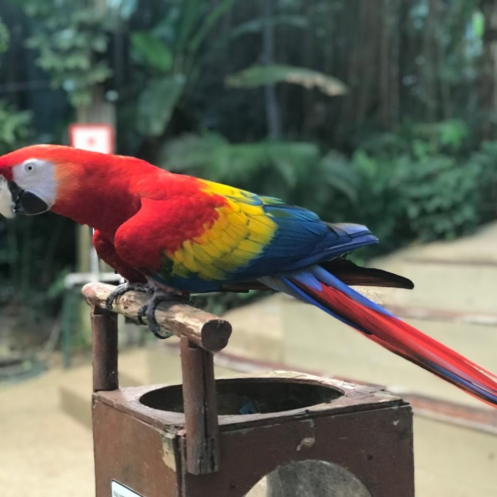 حديقة طيور بوكيت