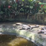 حديقة طيور بوكيت ٣