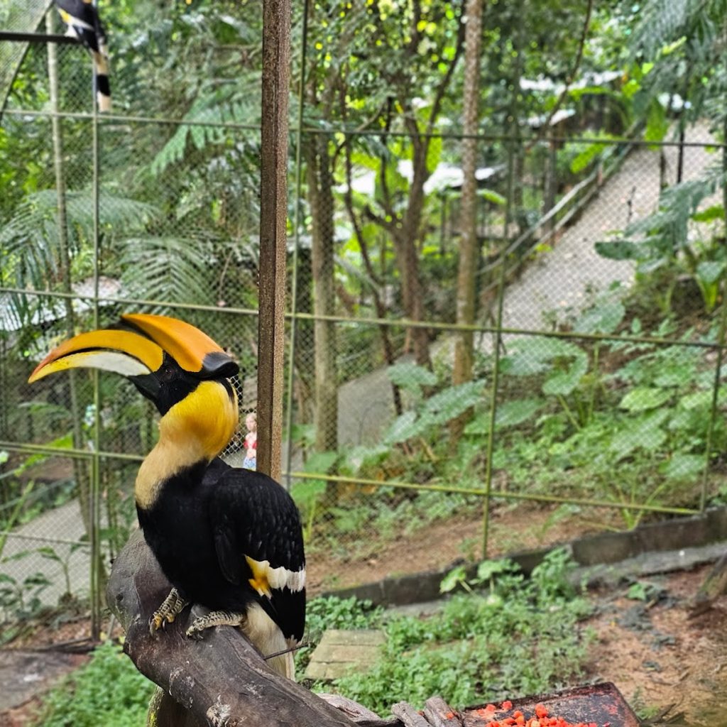 حديقة طيور بوكيت ٤