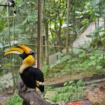 حديقة طيور بوكيت ٤