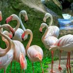 حديقة طيور كوالالمبور