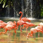 حديقة طيور كوالالمبور