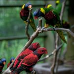 حديقة طيور كوالالمبور