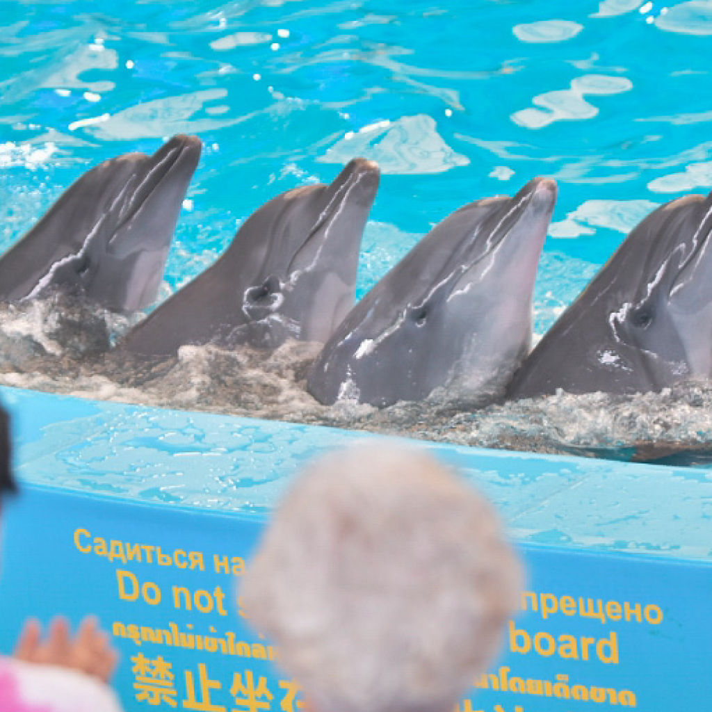 خليج الدلافين ١