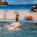 خليج الدلافين