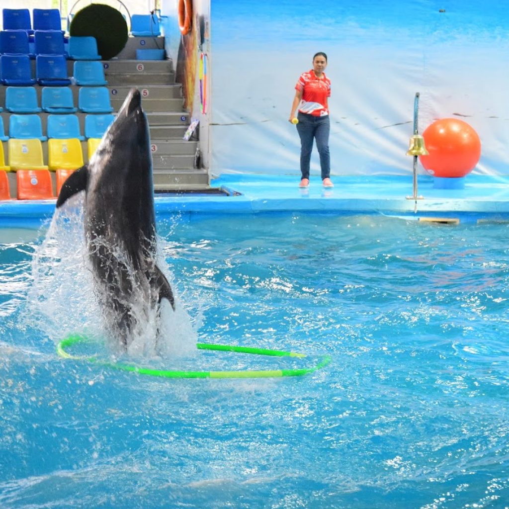 خليج الدلافين ٣