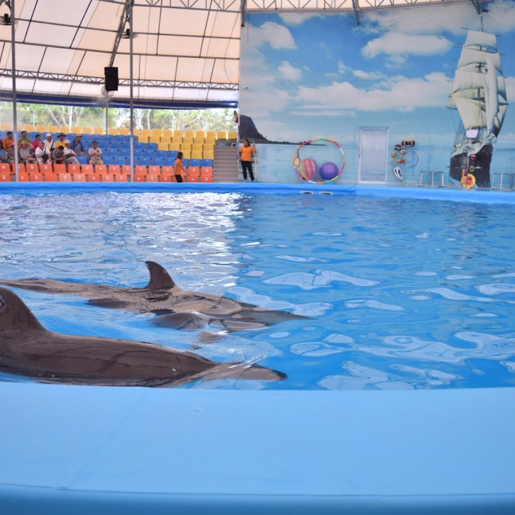 خليج الدلافين ٤