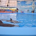 خليج الدلافين ٤