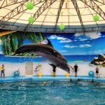 خليج الدلافين ٦