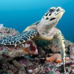 رحلة غوص مع إمبراطورية الغواصين