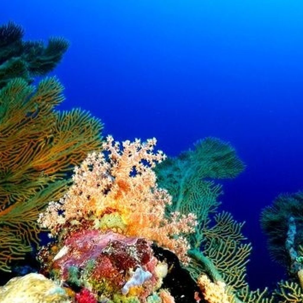 رحلة غوص مع مركز أكوافنتشر للغوص