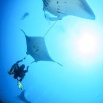 رحلة غوص مع مركز أكوافنتشر للغوص