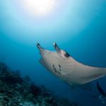 رحلة غوص مع مركز أكوافنتشر للغوص