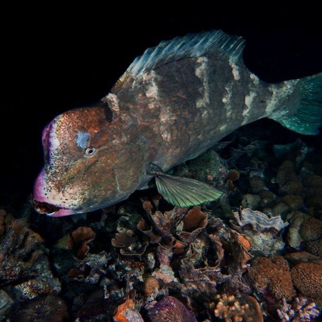 رحلة غوص مع مركز أكوافنتشر للغوص