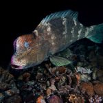 رحلة غوص مع مركز أكوافنتشر للغوص