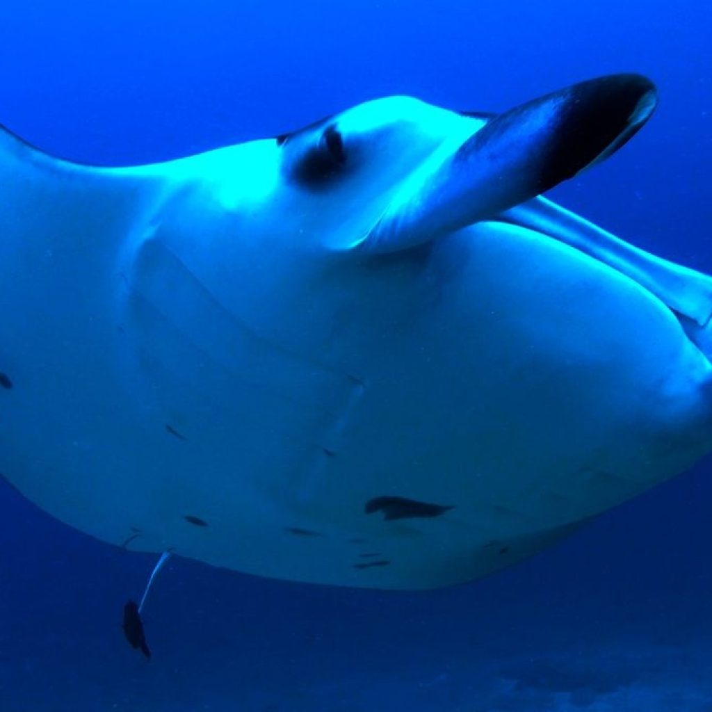 رحلة غوص مع مركز أكوافنتشر للغوص