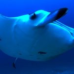 رحلة غوص مع مركز أكوافنتشر للغوص