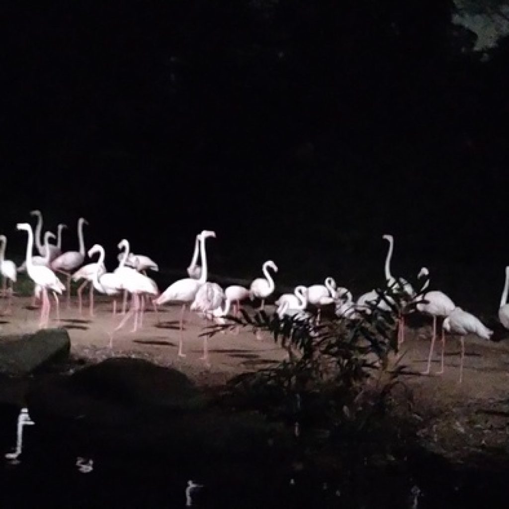 سفاري الليلية