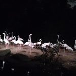 سفاري الليلية