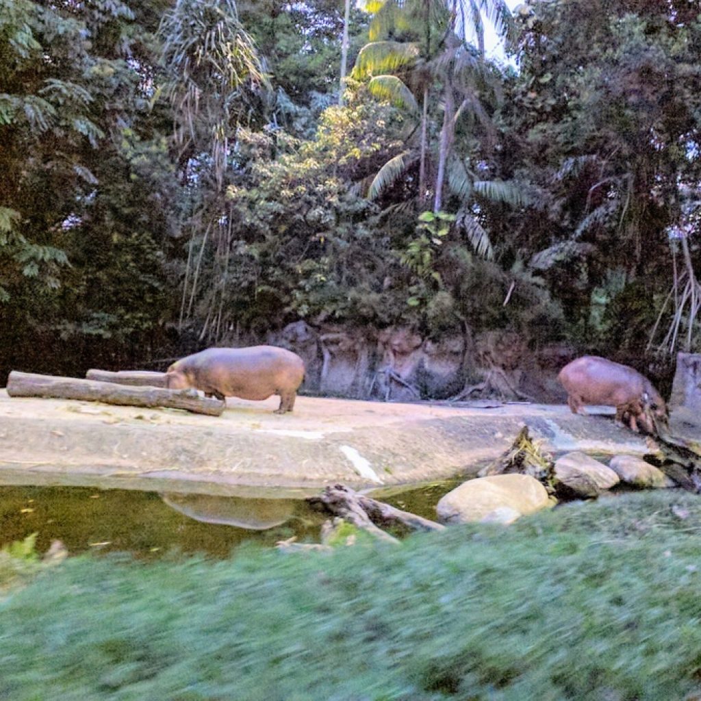 سفاري الليلية ١