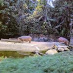 سفاري الليلية ١