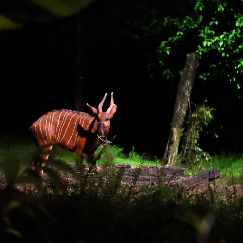 سفاري الليلية ٢